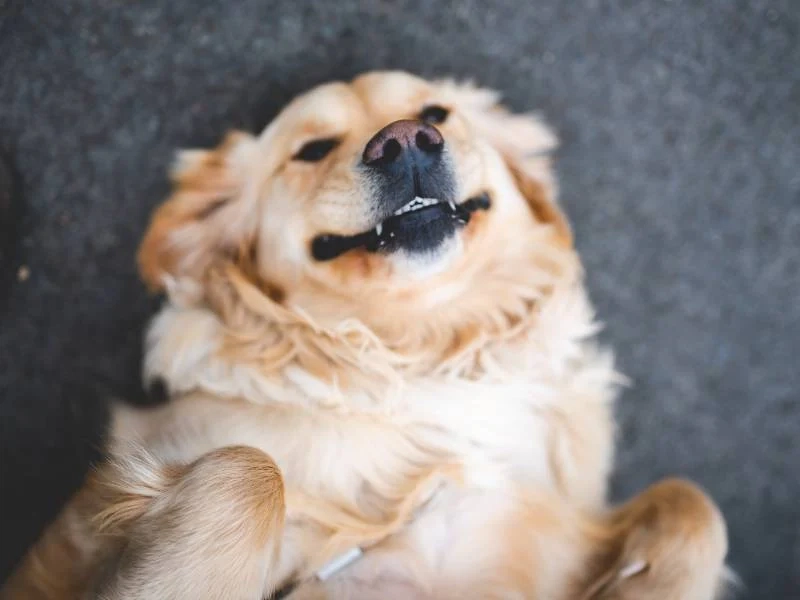 Top Events Highlighting the Best Fiber Solutions for Your Dog’s Gland Health