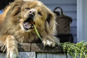 best fiber for dog glands